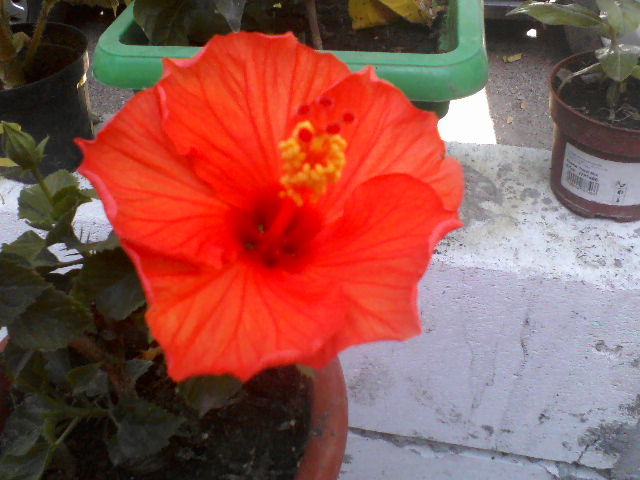 P05-07-12_10.16 - hibiscus