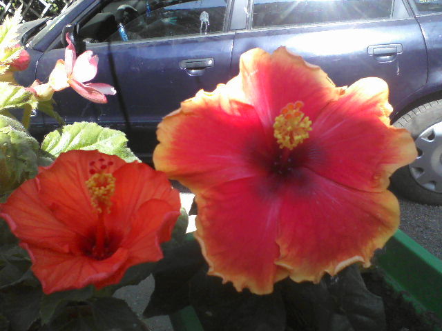 P05-07-12_10.16[1] - hibiscus