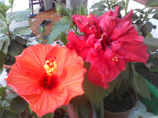 P05-07-12_10.16[3] - hibiscus