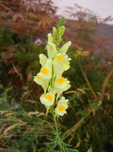 Linaria vulgaris (2012, July 05)