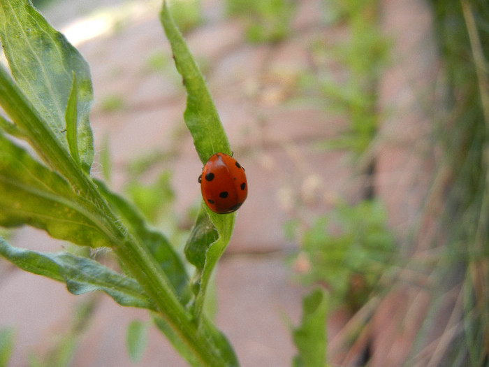 Ladybug_Buburuza (2012, July 05) - Ladybug Red