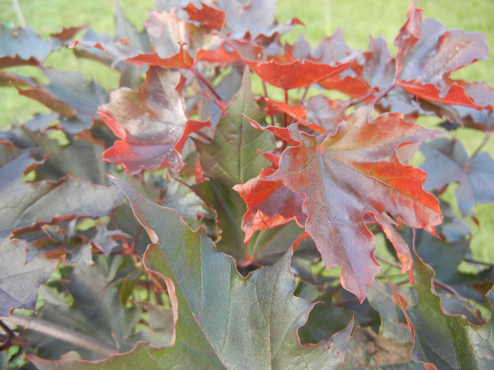 Acer Crimson Sentry (2012, July 01)