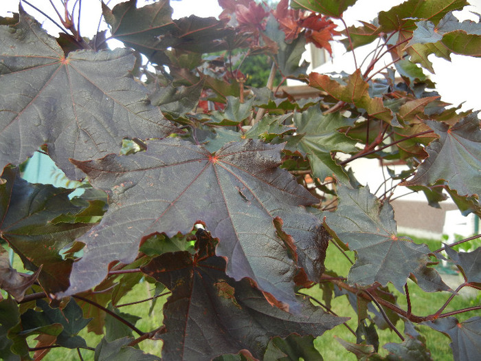 Acer Crimson Sentry (2012, July 01)