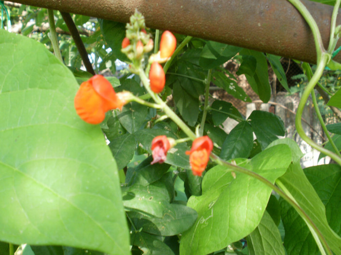 Floare de fasole - Gradina de legume 2012