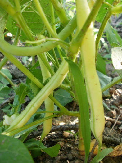Fasole oloaga aurie - Gradina de legume 2012