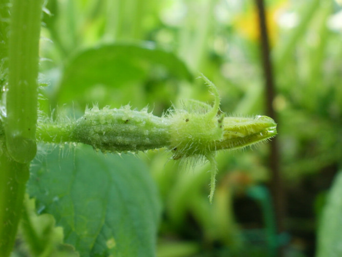 Cucumber Bambino - Gradina de legume 2012