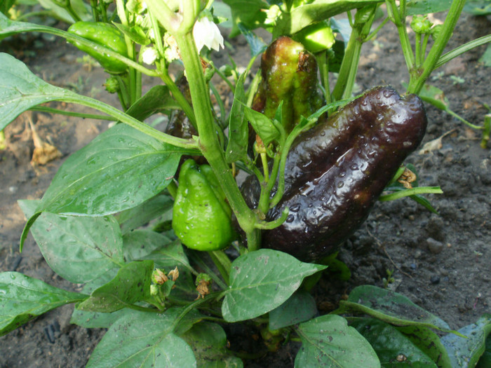 Ardei dulce Black - Gradina de legume 2012