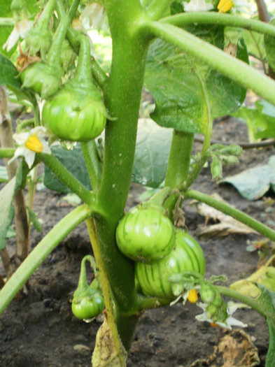eggplant turkish orange - Gradina de legume 2012