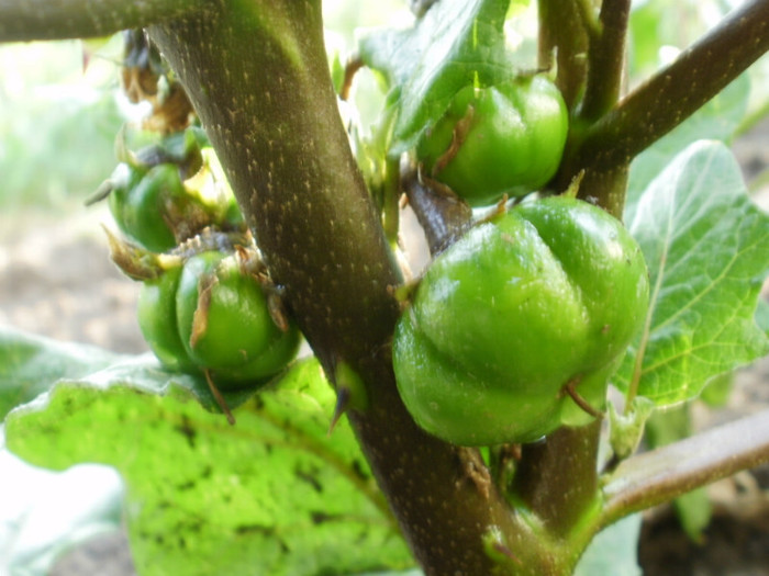 Solanum aethiopicum