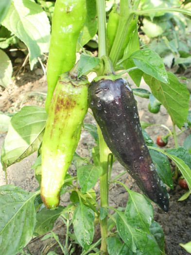 Black hungarian chilli - Gradina de legume 2012