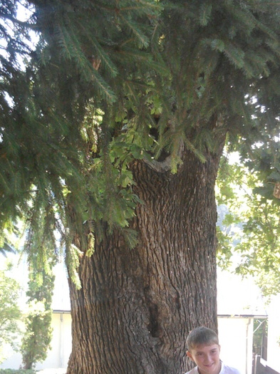 stejarul cu dorinte - manastirea dintr-un lemn