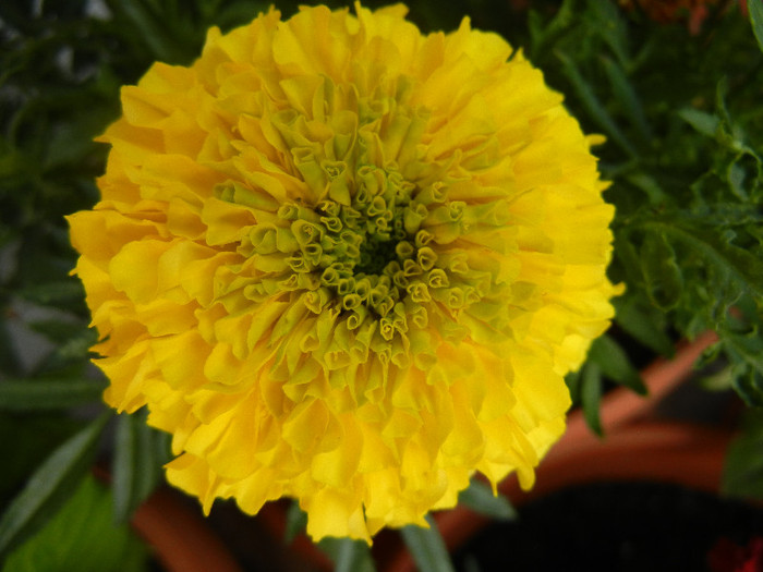 Tagetes_African Marigold (2012, Jul.01) - TAGETES Marigold