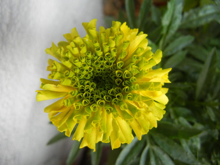 Tagetes_African Marigold (2012, Jul.01) - TAGETES Marigold