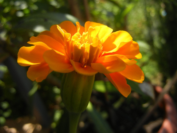 Tagetes_African Marigold (2012, Jul.03)