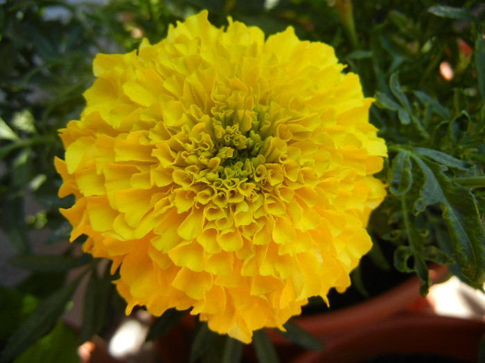 Tagetes_African Marigold (2012, Jul.03) - TAGETES Marigold