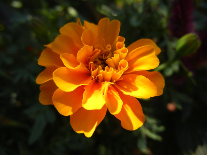 Tagetes_African Marigold (2012, Jul.03) - TAGETES Marigold