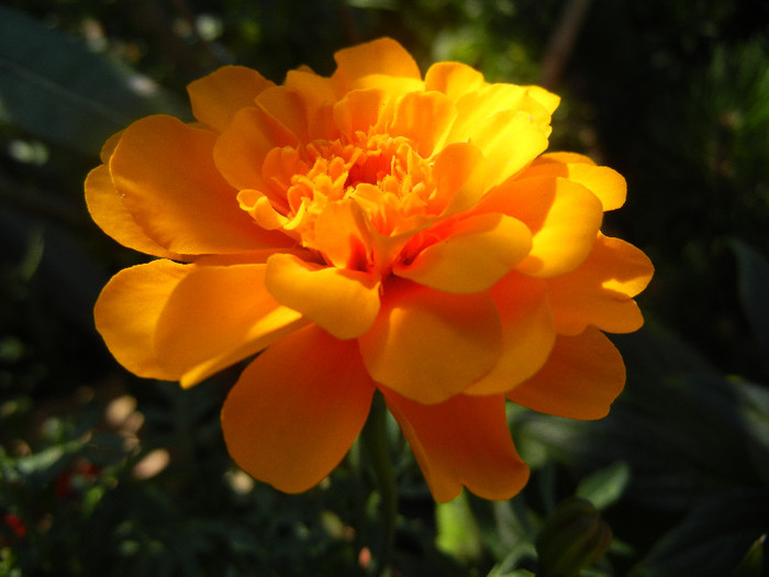 Tagetes_African Marigold (2012, Jul.03)