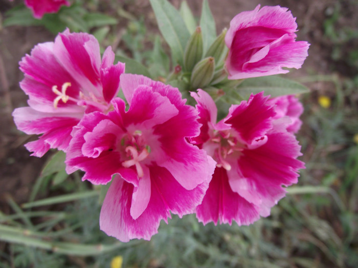 azalee de gradina - c-vara