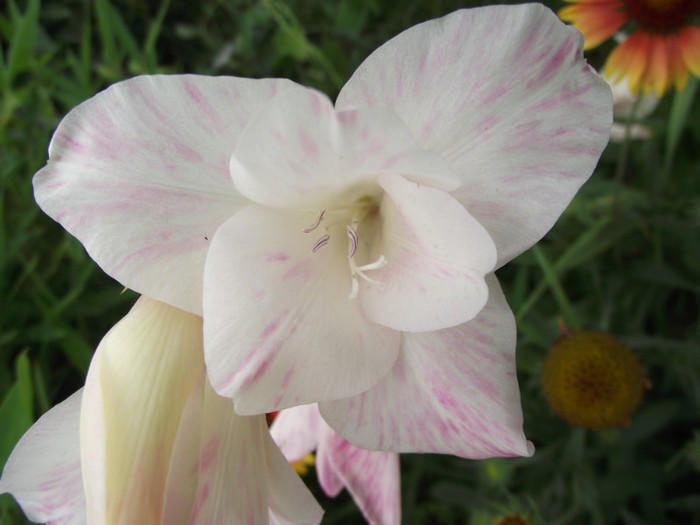 gladiola - c-vara