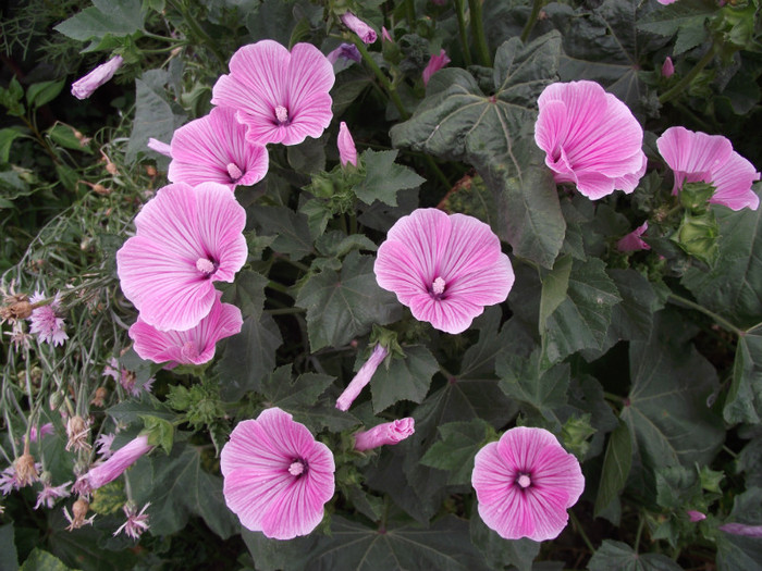 malope - c-vara