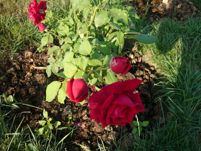 infloreste fara pauza - TRANDAFIRI 2012-2013-2014