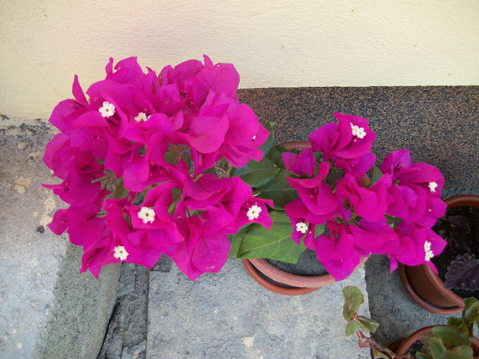 100_1105 - bougainvillea