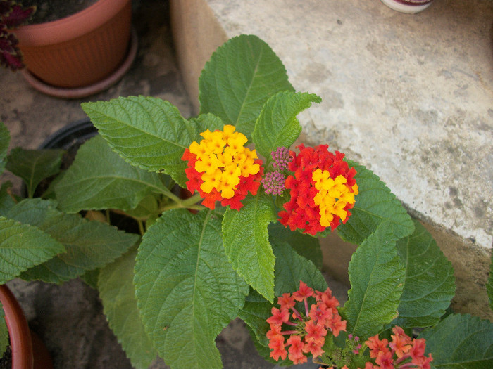 100_1108 - lantana