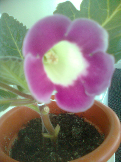 stie cineva cu se numeste? - gloxinia 2012