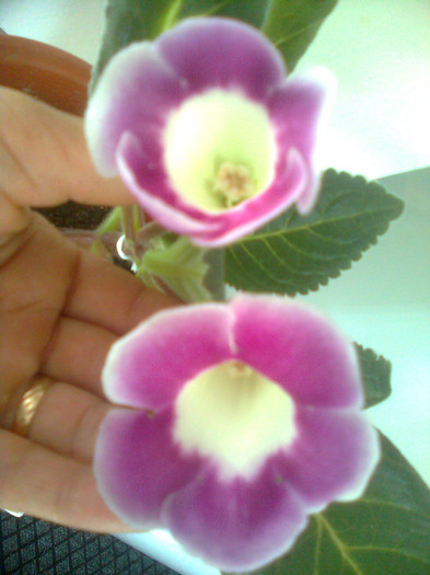 5.7.2012 - gloxinia 2012