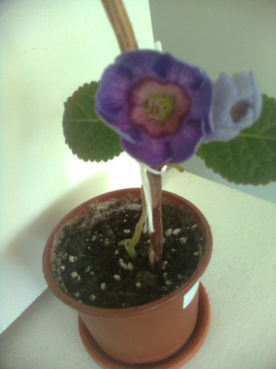 tigrina blue 5.7.2012 - gloxinia 2012