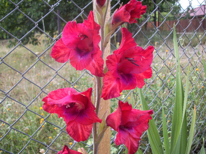 100_1129 - gladiole 2012