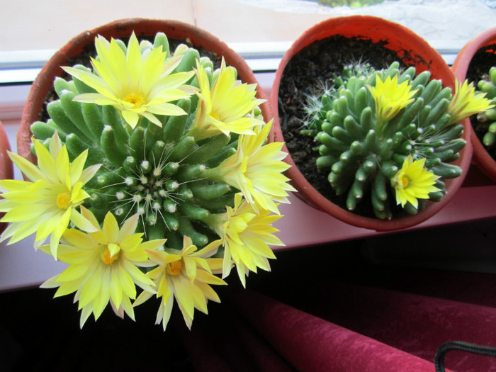 Flori cactus - Flori - 2012