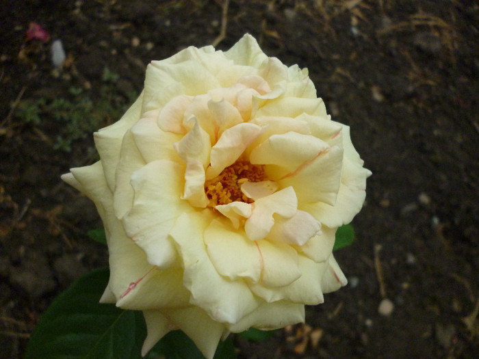 P1000919