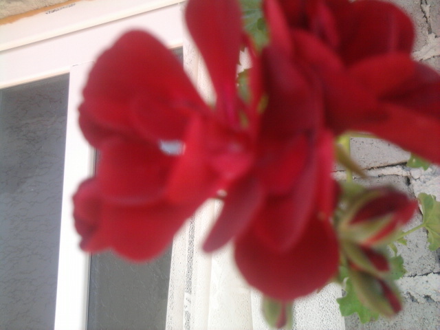 muscata rosie - flori cumparate de la dianadia