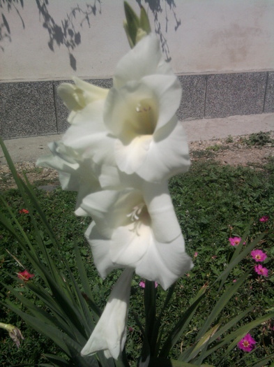 gladiola alba - florile mele2