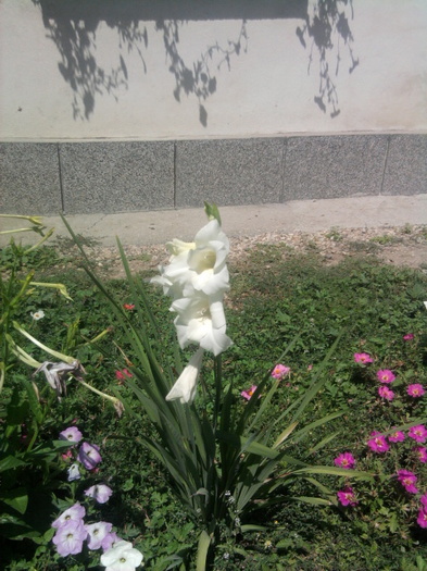 gladiola alba - florile mele2