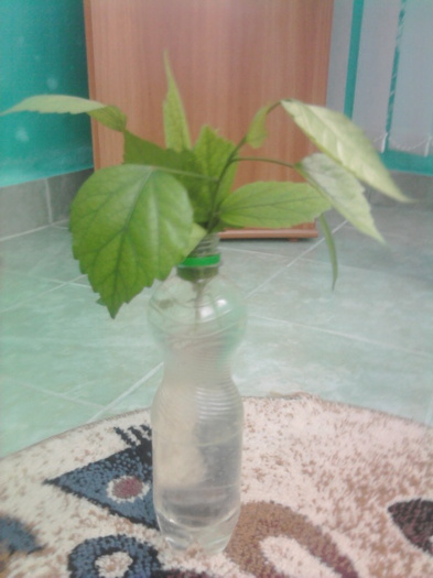 Fotografie0949 - florile mele2