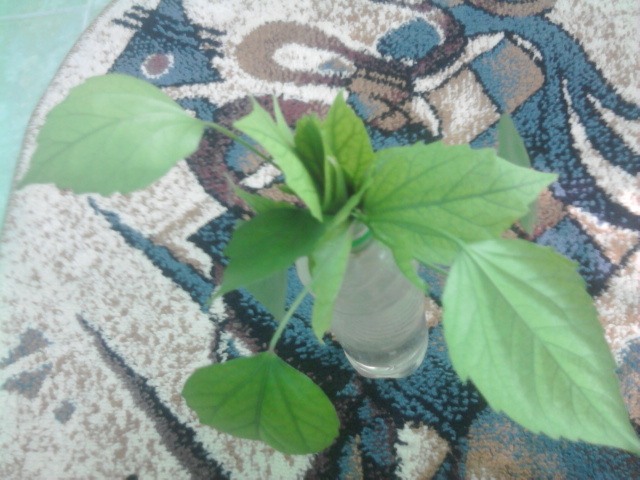 Fotografie0951 - florile mele2