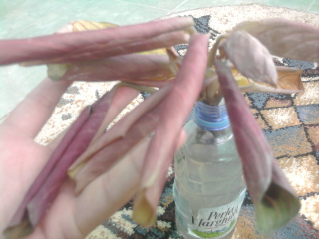 marantha la inradacinat - florile mele2