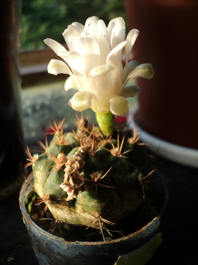 DSC03808 - 2012_Cactusi