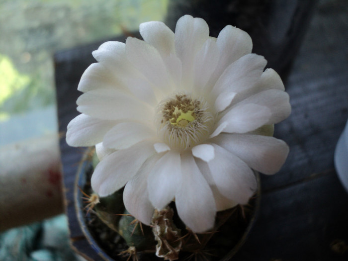 DSC03813 - 2012_Cactusi