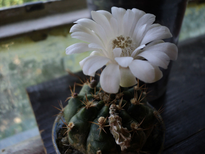 DSC03814 - 2012_Cactusi