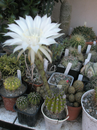 E. mamilosa - 02.07