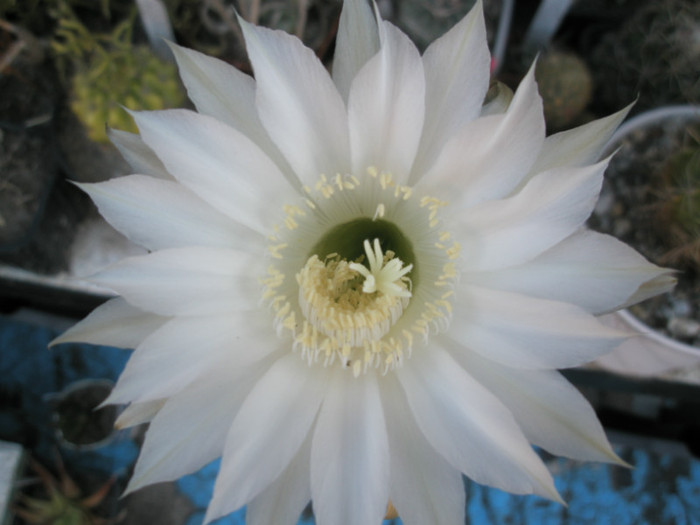 E. mamilosa - detaliu floare - Echinopsis