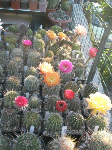 Echinopsis infloriti in ziua de 03.07 - Echinopsis