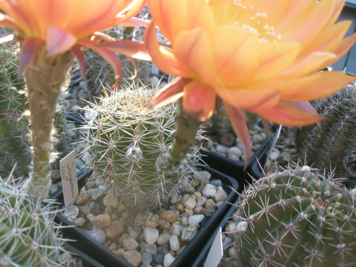 Daydream - 03.07 - Echinopsis