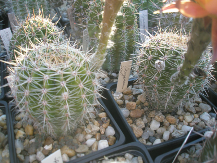 Dragon Lady(2010) st si Daydream(dr) - Echinopsis