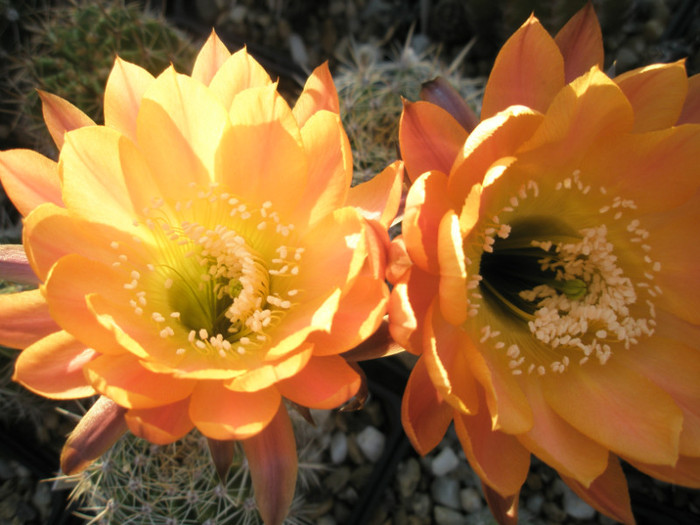 Dragon Lady (st) si Daydream (dr) - flori - Echinopsis