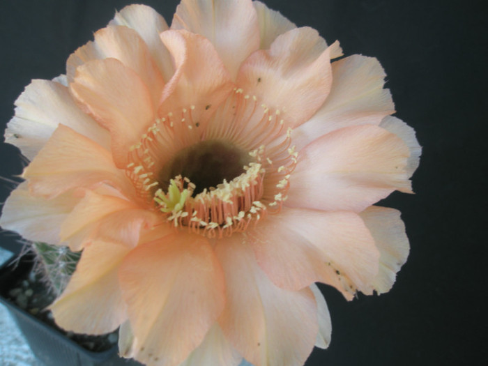 E. flor salmon - floare - Echinopsis