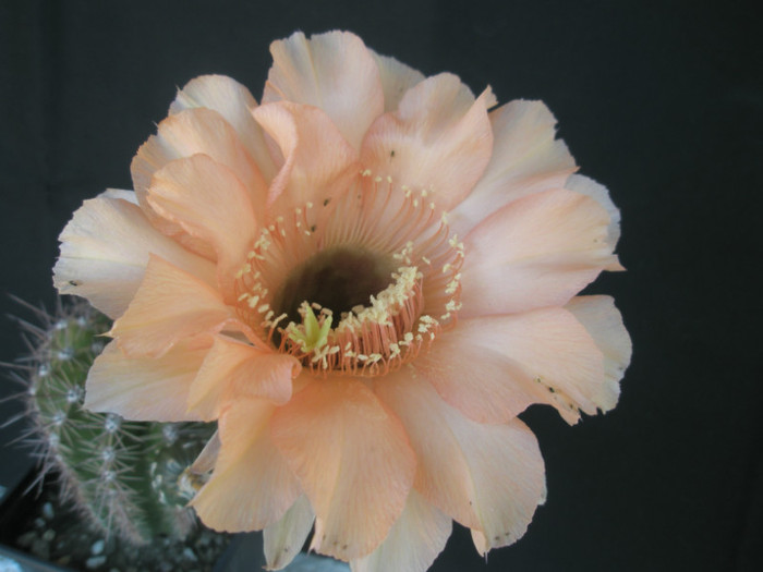 E. flor salmon - floare 2 - Echinopsis